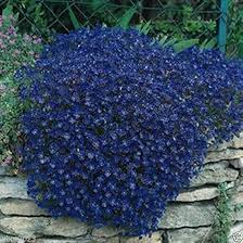 Blue Aubrieta Rock Cascade Flower Seeds for Planting – Heirloom, Non-GMO, High Germination Organic Garden Seeds
