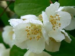 Heirloom Philadelphus Lewisii Flower Seeds for Planting | Non-GMO, High Germination, Organic Garden Seeds