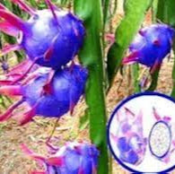 Lavender Pitaya fruit seeds for planting - Heirloom & Non-GMO garden seeds, exotic superfood variety
