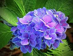 Blue Purple Hydrangea Flower Seeds for Planting – Heirloom, Non-GMO, Long Bloom Season Organic Garden Seeds