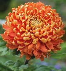 Red Yellow Chrysanthemum Flower Seeds for Planting – Bright Blooms, Heirloom, Non-GMO Seeds for Home Garden