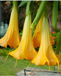 Yellow Dhatura Flower Seeds for Planting – Pollinator-Friendly Heirloom, Non-GMO, High Germination Garden Seeds