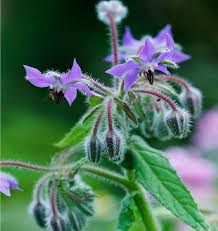 Blue Borage Flower Seeds for Planting – Heirloom, Non-GMO, High Germination Organic Garden Seeds