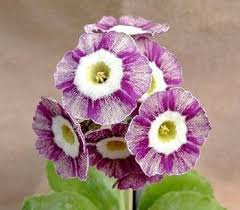 Violet Primula Flower seeds for Planting – Long Bloom Season, Heirloom &amp; GMO Free Seeds for Home Garden, High Germination