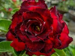 Dark Red Adenium Obesum Flower Seeds – Heirloom, Non-GMO, High Germination Organic Garden Seeds