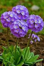 Heirloom Alyssum Flower Seeds for Planting – Perfect for Borders, Non-GMO, High Germination Organic Garden Seeds