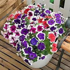 Sunrise Cascading Petunia Flower Seeds for Planting - Heirloom, Non-GMO, High Germination Organic Garden Seeds
