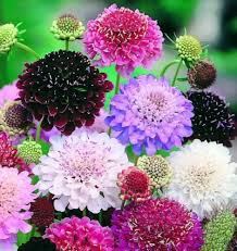 Scabiosa Flower Seeds for Planting – Heirloom, Non-GMO, High Germination, Organic Garden Seeds