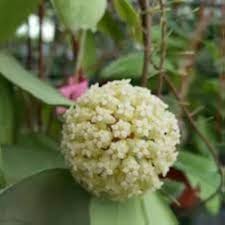 Hoya Flower Seeds for Planting – Heirloom, Non-GMO, High Germination Long Bloom Season