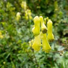 Heirloom Aconitum Flower Seeds for Planting – Hardy Variety, Non-GMO, High Germination Organic Garden Seeds