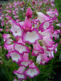 Heirloom Penstemon Flower Seeds for Planting – Non-GMO, Colorful Display Organic Garden Seeds