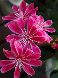 Heirloom Lewisia Flower Seeds for Planting – Non-GMO, Drought Tolerant, High Germination