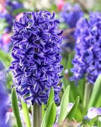 Hyacinths Flower Seeds – Heirloom, Non-GMO, Compact Growth