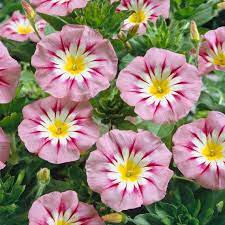 Flower Seeds, Seeds,Seeds For Planting,Plant Seeds