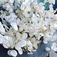 Lunaria Flower Seeds for Planting Heirloom Non-GMO High Germination Organic Garden Seeds