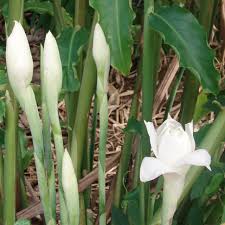 Torch Ginger Flower Seeds for Planting - Perfect for Borders, Heirloom, Non-GMO, High Germination Organic Garden Seeds