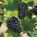 Black Mulberry Fruit Seeds – Heirloom, Non-GMO for Garden Planting
