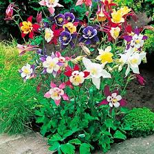 Mixed Aquilegia Seeds for Planting – Perfect for Borders, Heirloom, Non-GMO Garden Seeds