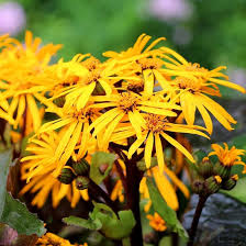 Ligularia Dentata Flower Seeds for Planting – Shade Tolerant, Heirloom & Non-GMO Seeds