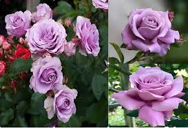 lavender rose seeds Lavender Rose Flower Seeds for Planting – Heirloom, Non-GMO, High Germination Organic Garden Seeds