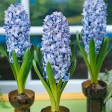 Blue Hyacinth Seeds for Planting – Cut Flower Favorite, Heirloom, Non-GMO Organic Garden Seeds