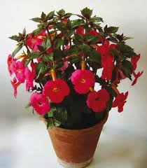 Heirloom Achimenantha Flower Seeds – Non-GMO, High Germination Organic Garden Seeds