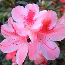 Heirloom Rhododendron Flower Seeds for Planting – Cottage Garden Essential, Non-GMO, High Germination Organic Garden Seeds