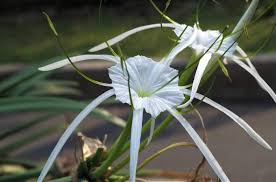 Hymenocallis Flower Seeds for Planting – Shade Tolerant, Heirloom, Non-GMO, Organic Garden Seeds