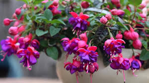 Fuchsia Blue Purple Flower Seeds for Planting – Heirloom, Non-GMO, High Germination Organic Garden Seeds, Perfect for Borders
