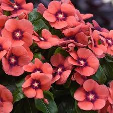 Periwinkle Flower Seeds for Planting – Drought-Tolerant Heirloom, Non-GMO, High Germination Garden Seeds