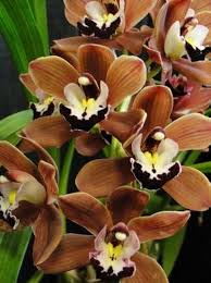 Marron Phalaenopsis Orchid Flower Seeds for Planting – Heirloom, Non-GMO, High Germination Seeds