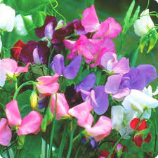 Heirloom Lathyrus Sativus Flower Seeds for Planting – Non-GMO, High Germination Organic Garden Seeds