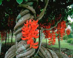 Flower Seeds, Seeds,Seeds For Planting,Plant Seeds
