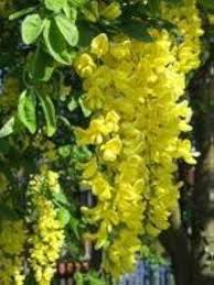 Chain Flower Seeds for Planting – Wildflower Mix, Heirloom, GMO Free Organic Garden Seeds