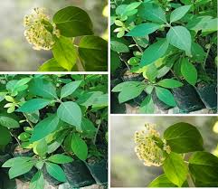 Gymnema Inodorum Flower Seeds for Planting – Fragrant Blossoms, Heirloom & Non-GMO Seeds