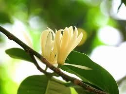 Light Yellow Yulan Flower Seeds for Planting – Heirloom, Non-GMO,  High Germination Organic Garden Seeds