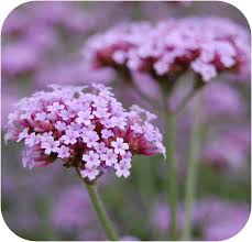 Verbena Bonariensis Flower Seeds for Planting – Heirloom, Non-GMO, High Germination Organic Garden Seeds