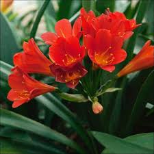 Miniata Flower Seeds for Planting | Heirloom Non-GMO High Germination Organic Garden Seeds