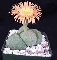 Pleiospilos Flower Seeds for Planting – Premium Heirloom Non-GMO Seeds, High Germination Organic Garden Seeds