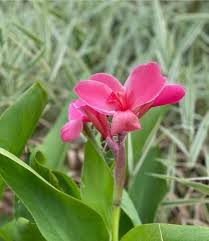 Canna Flower Seeds for Planting – Heirloom, Non-GMO, High Germination Organic Garden Seeds