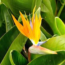 Yellow Green Strelitzia Flower Seeds for Planting – Heirloom, Non-GMO, High Germination Organic Garden Seeds