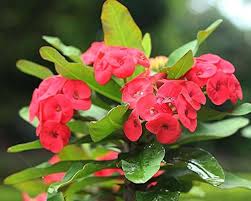Euphorbia Flower Seeds for Planting – Heirloom, Non-GMO Border-Perfect Organic Garden Seeds