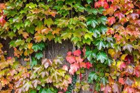 Green Boston Ivy Flower Seeds for Planting – Heirloom, Non-GMO, Organic Garden Seeds