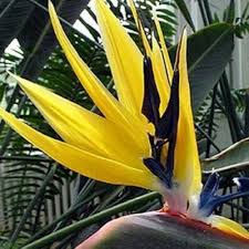 Strelitzia Flower Seeds for Planting – Heirloom, Non-GMO, Colorful Display Organic Garden Seeds