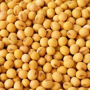 Vegetable Seeds,Garden seeds, Seeds For Planting,Plant Seeds