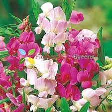 Heirloom Peas Flower Seeds for Planting | Non-GMO, High Germination, Organic Garden Seeds