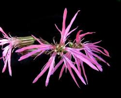 Heirloom Lychnis Flos-Cuculi Flower Seeds for Planting – Non-GMO, Garden Favorite, High Germination