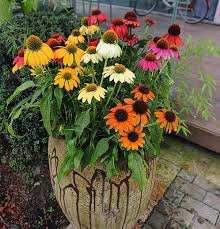 Coneflower Flower Seeds – Heirloom, Non-GMO, Vibrant Colors Organic Garden Seeds for Planting
