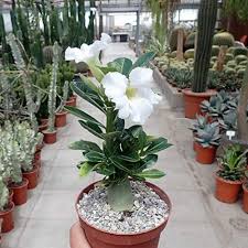 White Adenium Obesum Flower Seeds for Planting – Heirloom, Non-GMO, Long Bloom Season Organic Garden Seeds