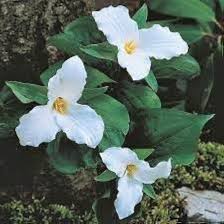 Trillium Flower Seeds for Planting – Shade Tolerant Heirloom Non-GMO Organic Garden Seeds